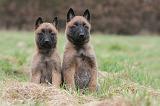 MALINOIS 830